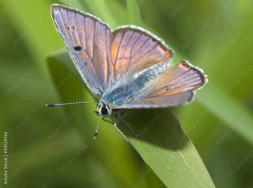 Obraz premium Butterfly