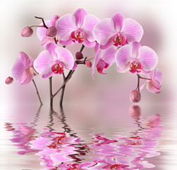 Poster Orchidee Roze orchideeën met waterspiegeling  © gtranquillity