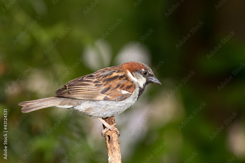 Moineau Moineau