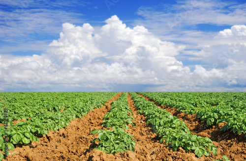 Green potato field with sky and cloud photo