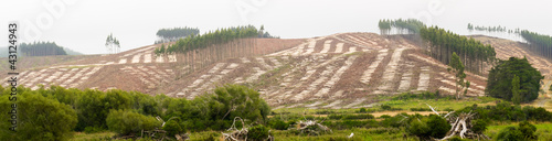 Vast clearcut Eucalyptus forest for timber harvest