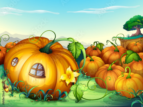 pumpkins