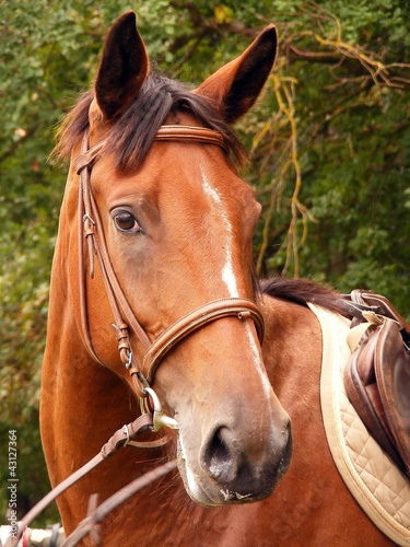Valokuva Bay horse with brown bridle