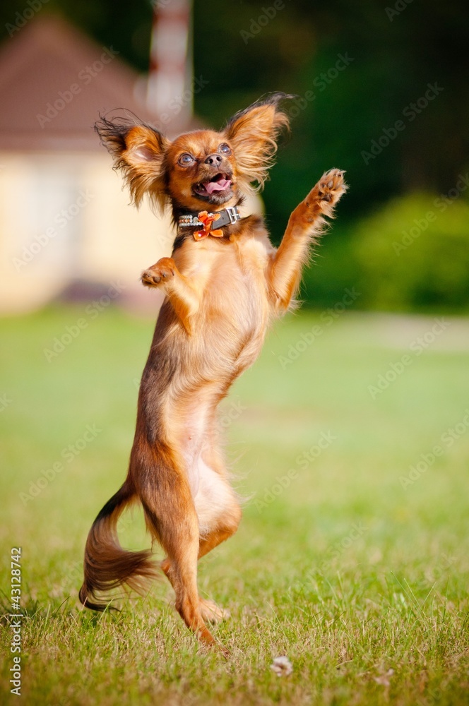 Russian dog dancing discount