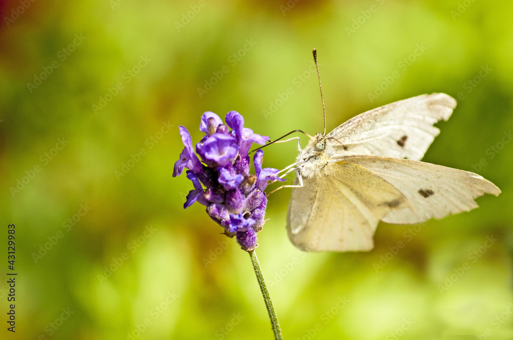 Naklejka premium Rapsweißling, Pieris napi an Lavendelblüte