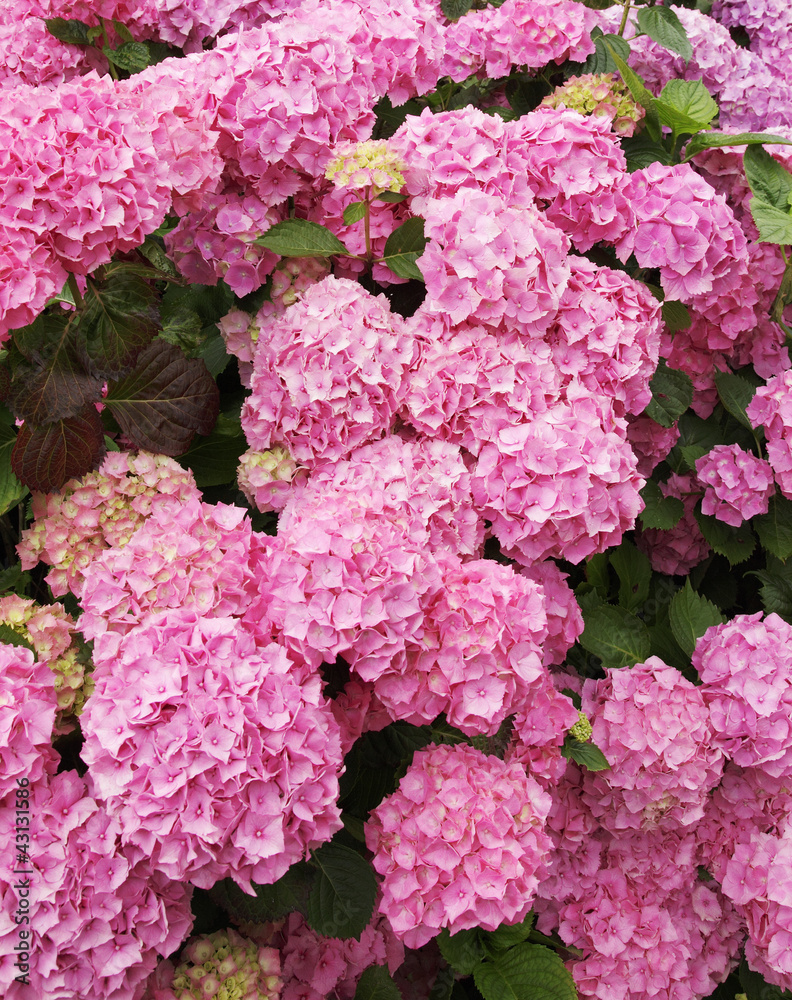 hortensie hortensie