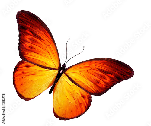 Orange butterfly, isolated on white background