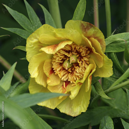 Gelbe Strauchpfingstrose photo