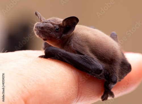 Baby Bat (Pipistrellus pipistrellus)
