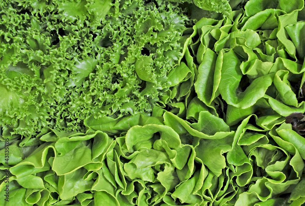 Fresh green Fresh green