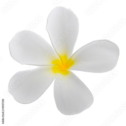 Frangipani (plumeria) flower