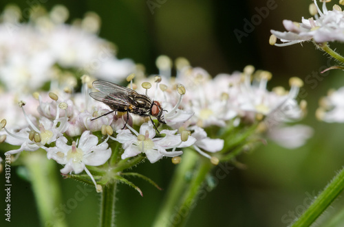 Hogweed with Fly © Martin Sproul