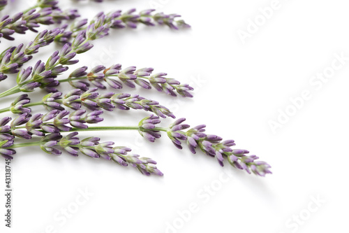 Fototapeta Naklejka Na Ścianę i Meble -  lavender flowers