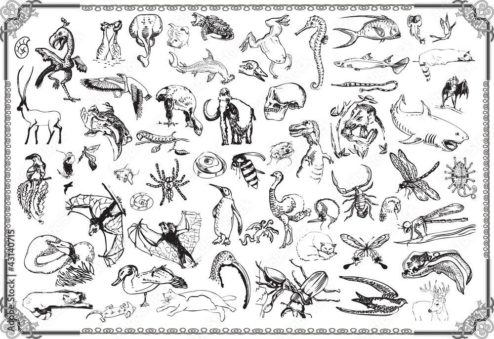 Naklejka premium large collection : the animals