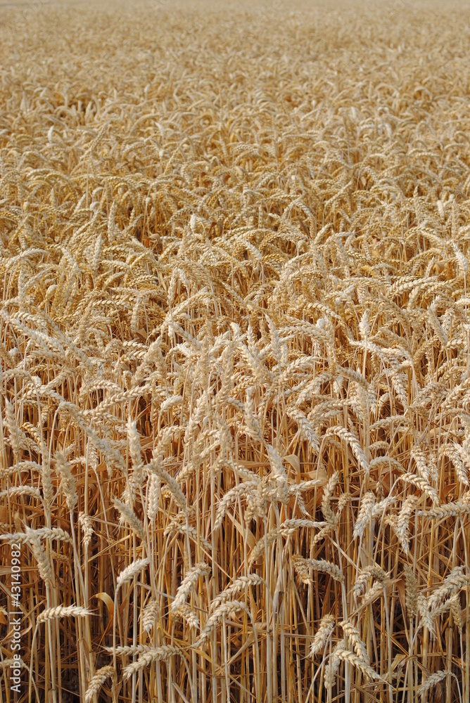 wheat in the field ready for harvest wheat in the field ready for harvest
