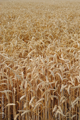 wheat in the field ready for harvest