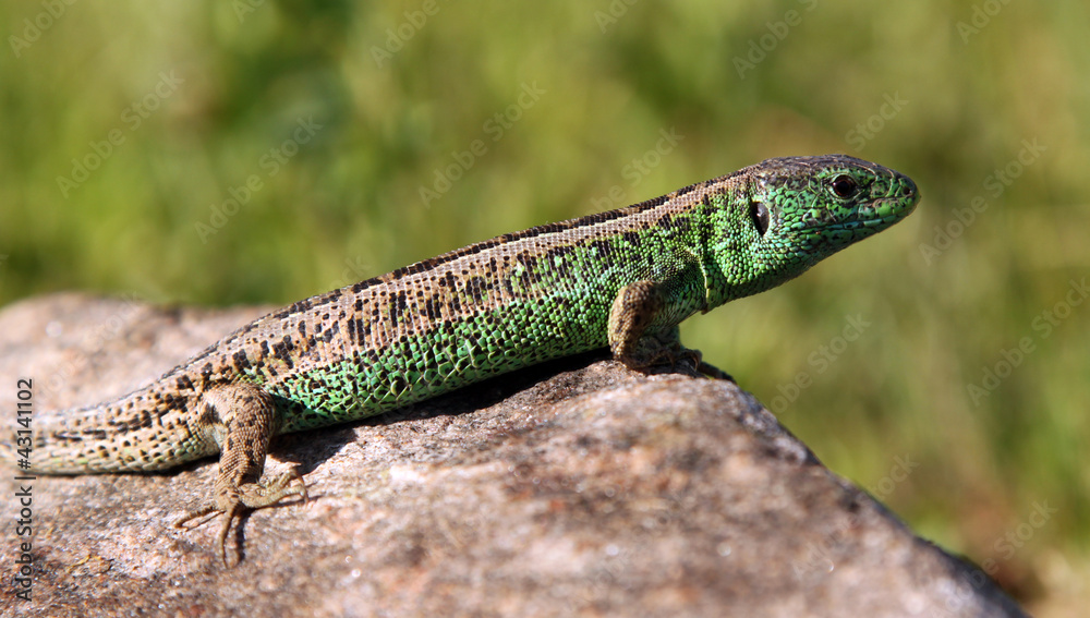 Ящерица прыткая (лат. Lacerta agilis) Ящерица прыткая (лат. Lacerta agilis)