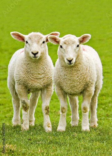 twin welsh lambs