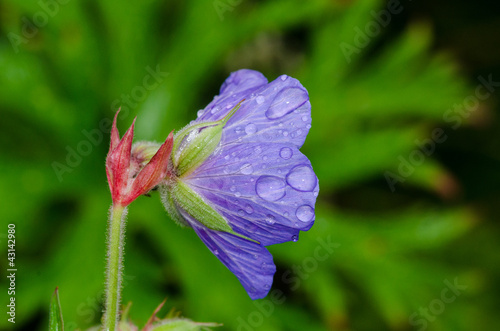 Fototapeta Naklejka Na Ścianę i Meble -  Wild Geranium