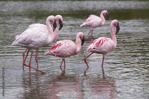 Zwergflamingos