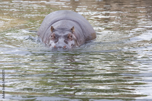 Flusspferd im Wasser