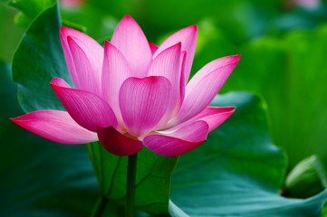 Papier peint photo Fleur de lotus Lotus épanoui dans l'étang serein  © bbbar