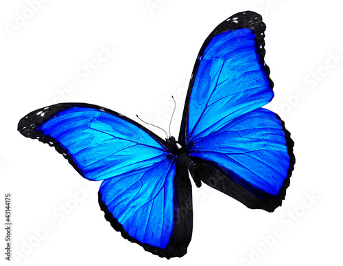 Blue butterfly flying, isolated on white © suns07butterfly