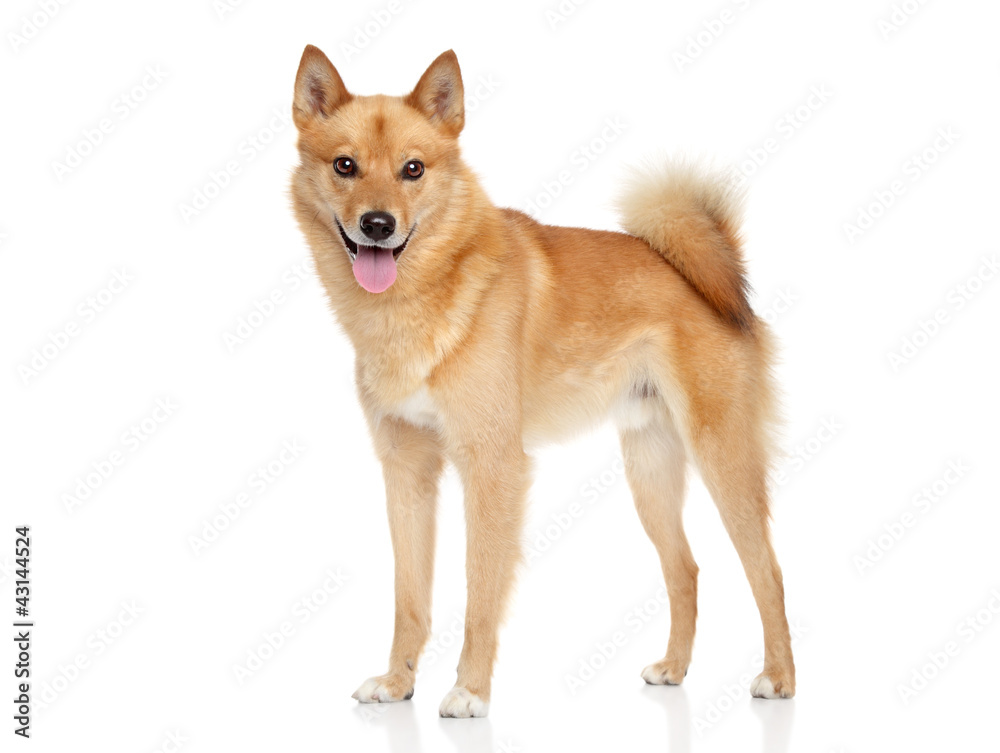 Finnish spitz dog