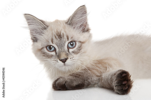 Siberian kitten on a white background