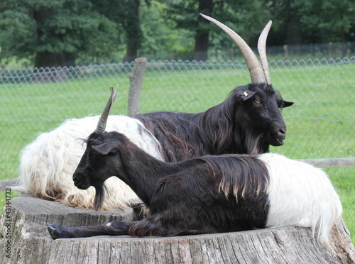 Zwei Walliser Schwarzhalsziegen ruhen auf Baumstumpf photo