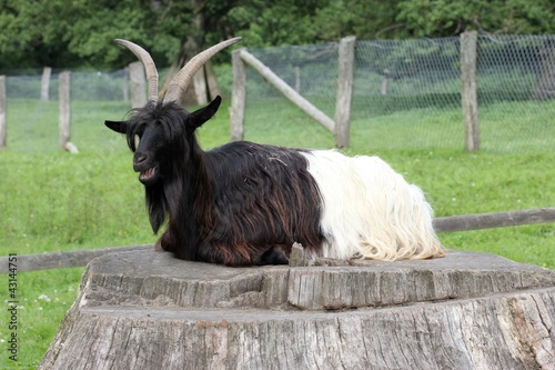 Walliser Schwarzhalsziege ruht auf Baumstumpf photo