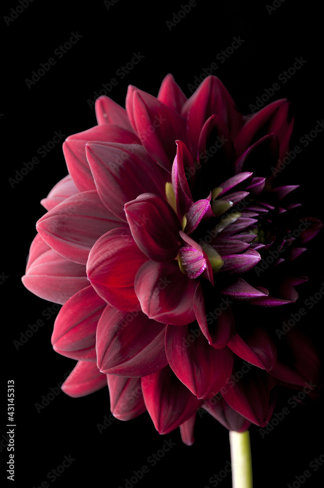 dahlia