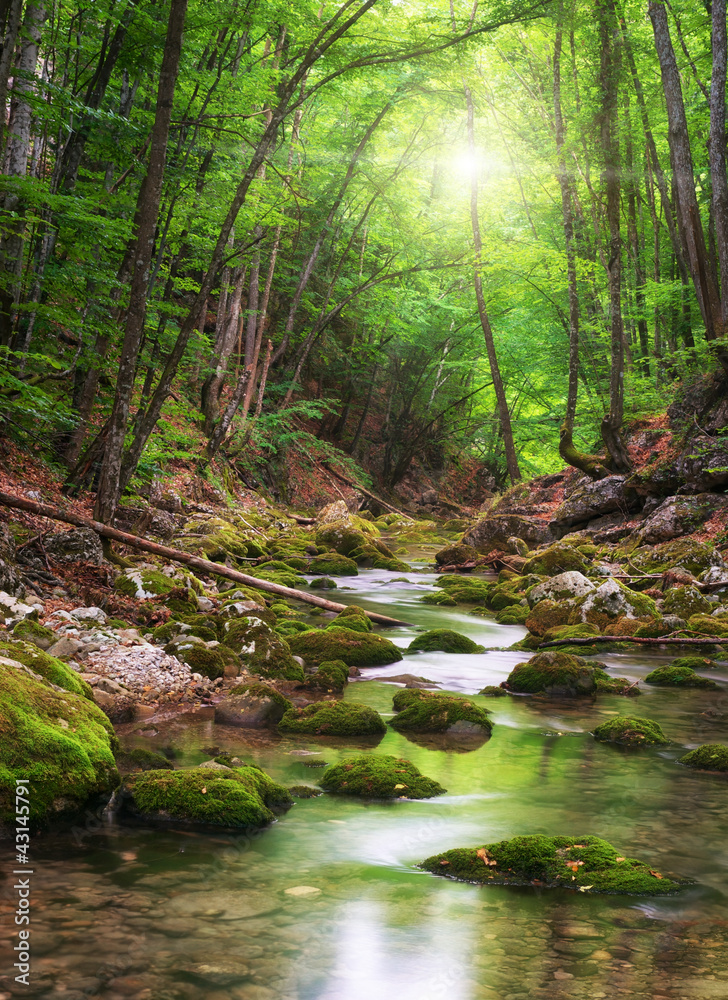 River deep in mountain forest - obrazy, fototapety, plakaty 