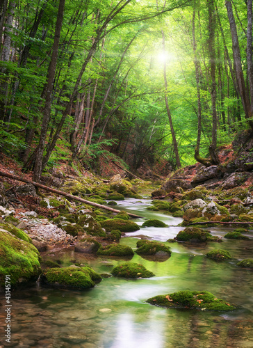 River deep in mountain forest #43145791