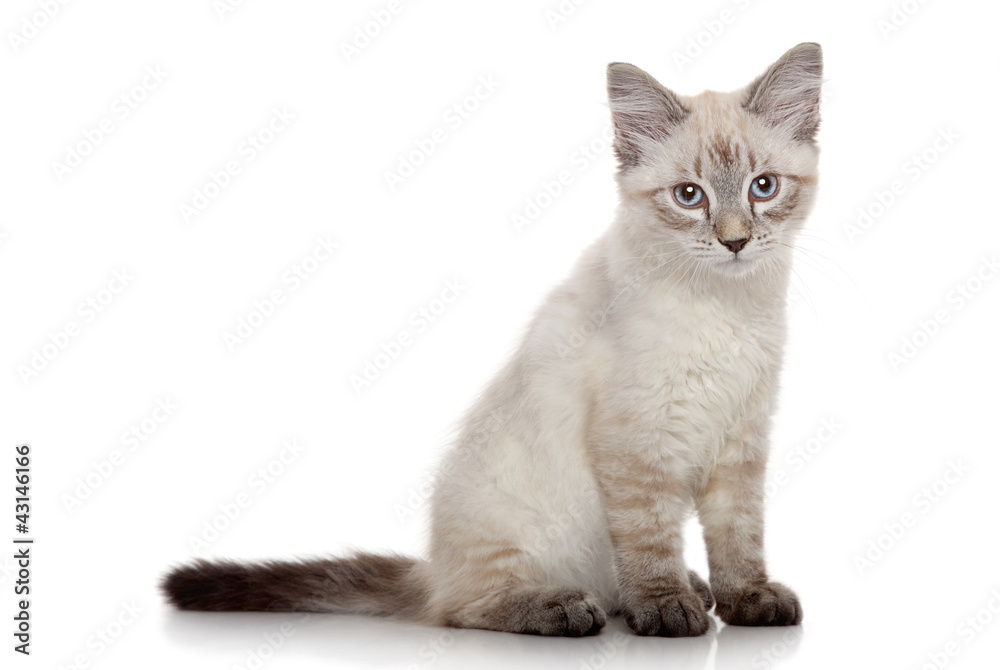 Siberian kitten on a white background