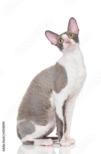 Bild auf Leinwand Cornish rex kitten
