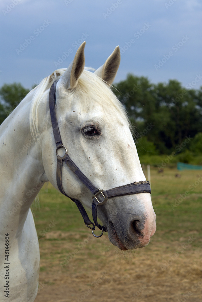 Obraz premium White horse