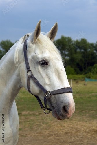 White horse © jaroslav