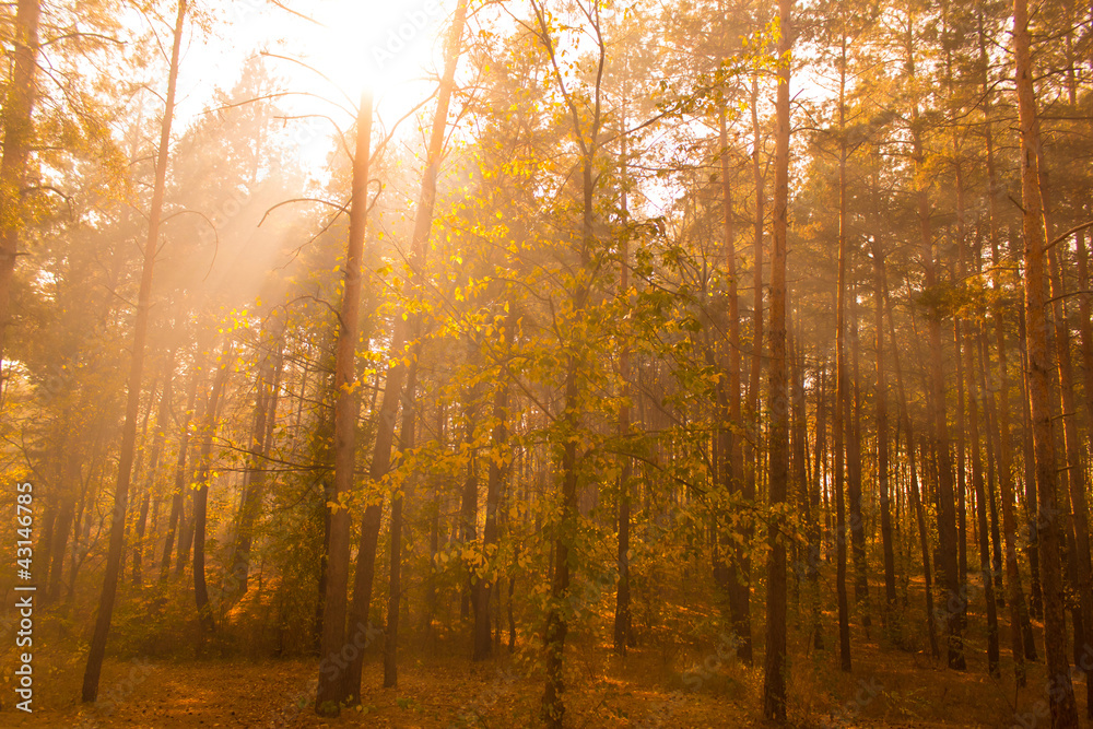 Obraz premium Sunshine in the autumn wood