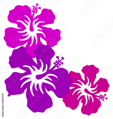 hibiscus blossoms