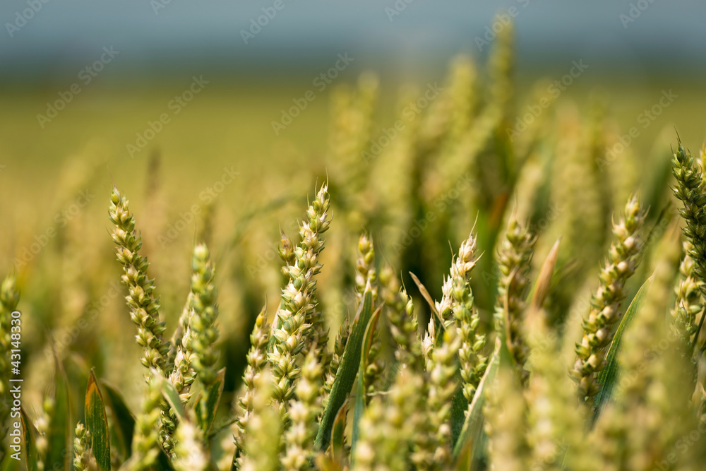 Corn growing on a field in summer Corn growing on a field in summer