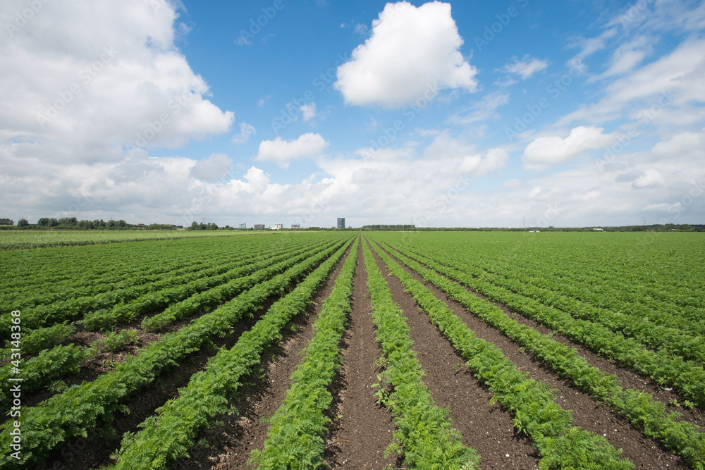 Carrots growing on a field in summer