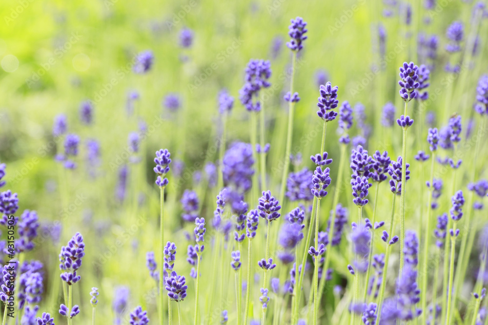 Closeup of lavender flowers