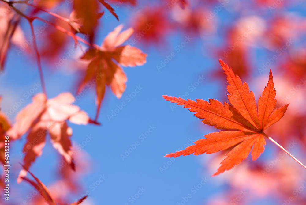 ビビッドな1枚のイロハカエデの紅葉