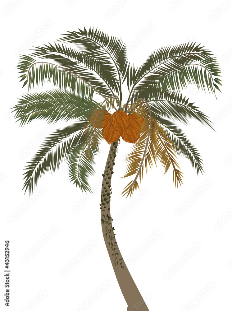 Fototapeta premium coconut isolated on white background