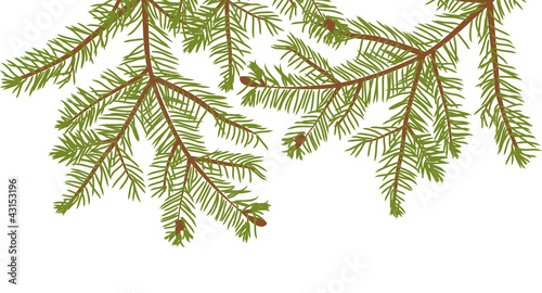 fir branches isolated on white