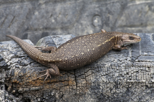 Viviparous lizard