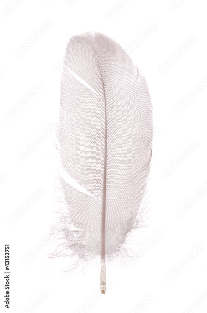 light grey isolated single pigeon feather light grey isolated single pigeon feather