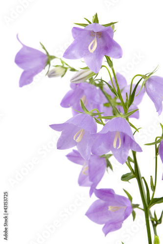 Bouquet of hand bells