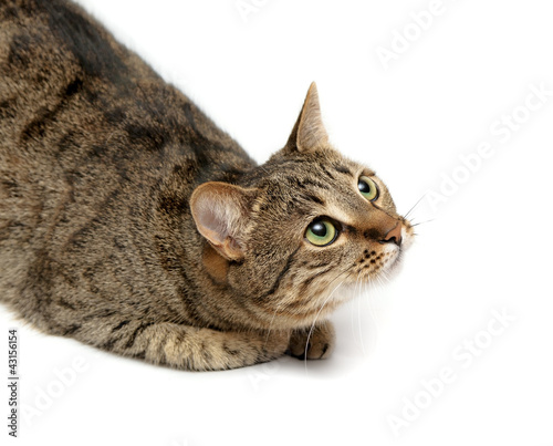 tabby cat on white